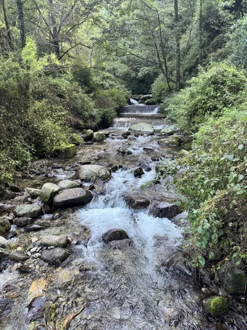 A mountain stream flowing through the forest.