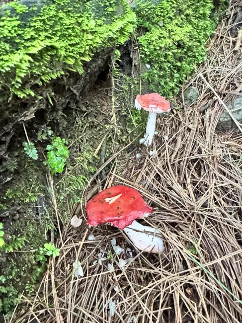 Small discoveries on the forest floor.
