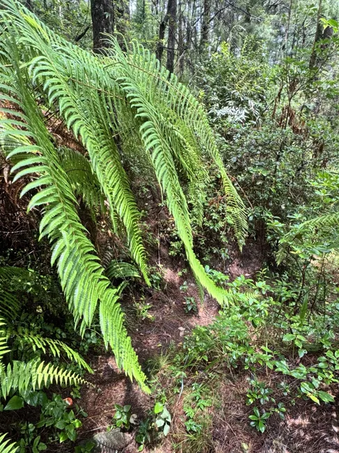 Ferns beside the trail.