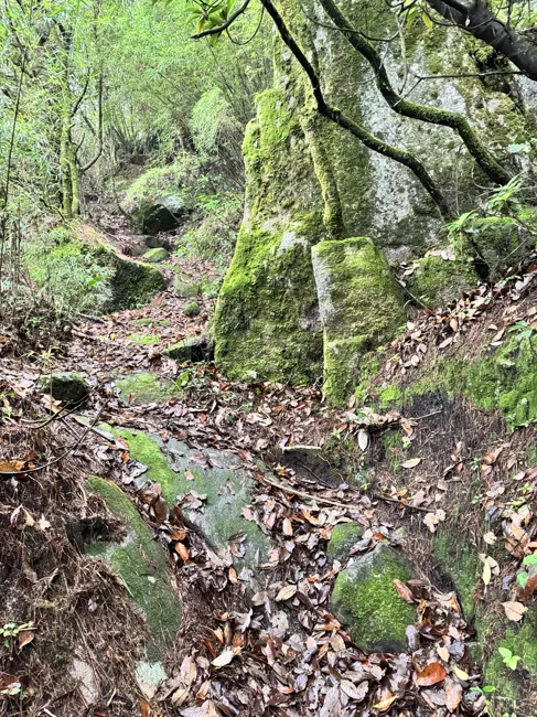 Into the wilder forest, over roots and moss-covered rocks.
