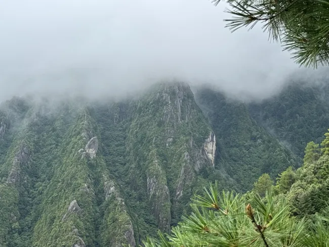 A steep forested valley disappearing into mist.