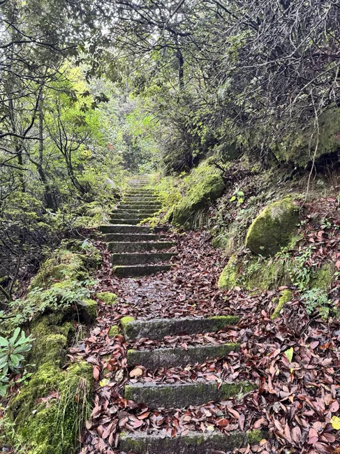 Leaf-covered steps climb into the forest.
