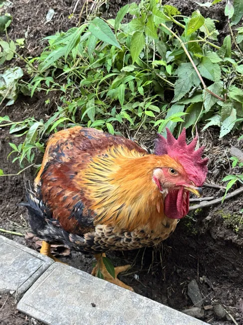 An unexpected trailside companion.