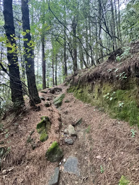 Roots, rocks, and a narrow forest trail.
