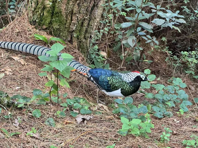 A Lady Amherst’s pheasant encountered in Cangshan.