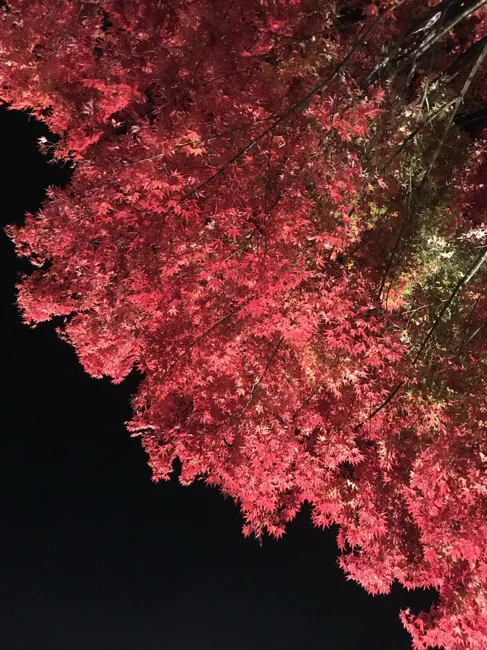 Autumn leaves lit up after dark.