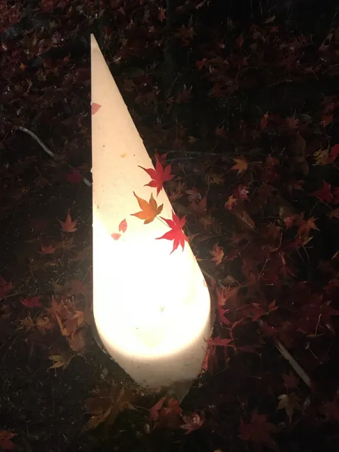 A little light among the maple leaves.