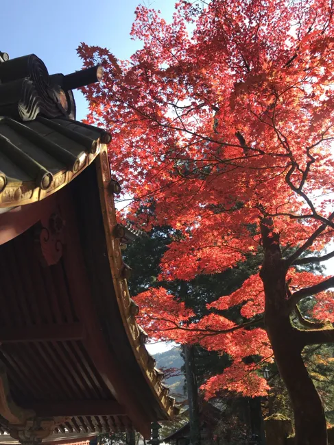 Brilliant autumn leaves among the shrine buildings.