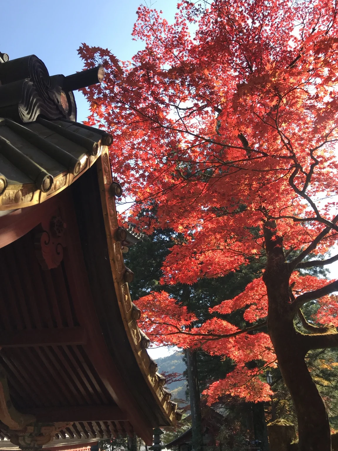 Brilliant autumn leaves among the shrine buildings.