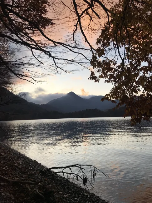 Evening light through the lakeside trees.
