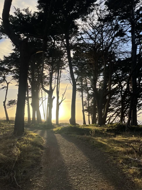 Sunlight finding its way through the trees.