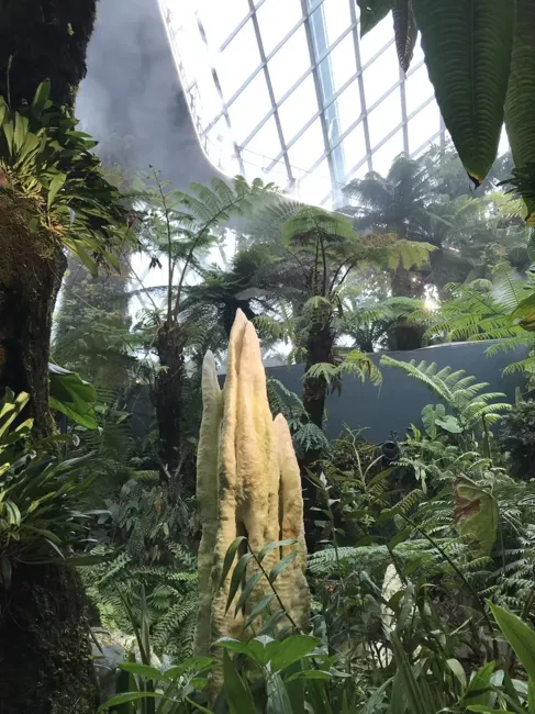 A different kind of landscape, inside the conservatory.