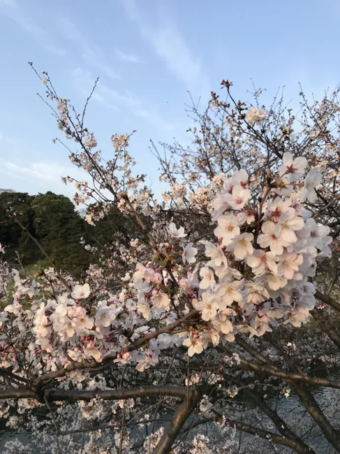 Cherry blossoms, and another reason to head outside.