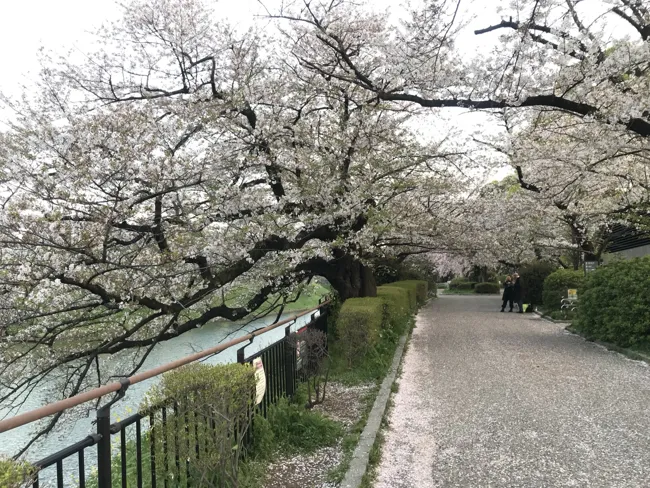 A spring route beneath the blossoms.