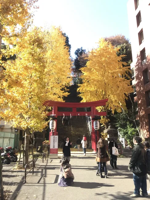 Golden ginkgo leaves in autumn.