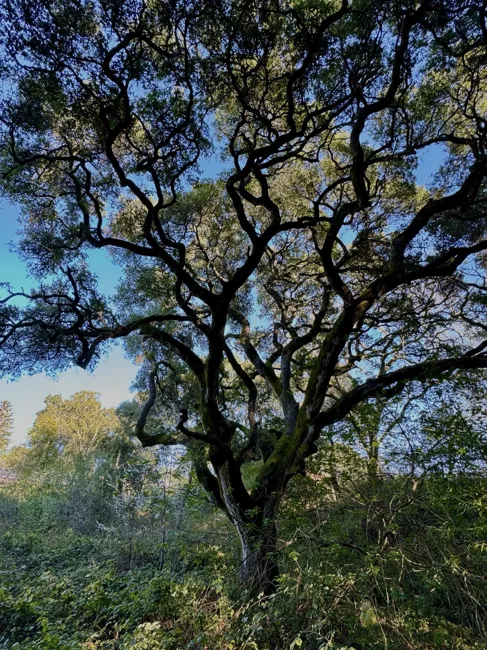 Looking up into the woodland canopy.
