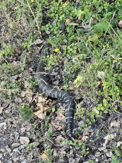 A snake among the trailside leaves.