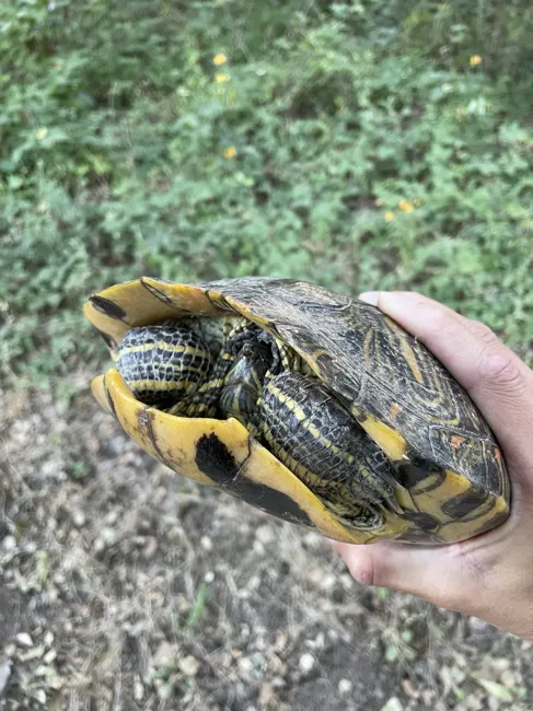A turtle encountered along the way.