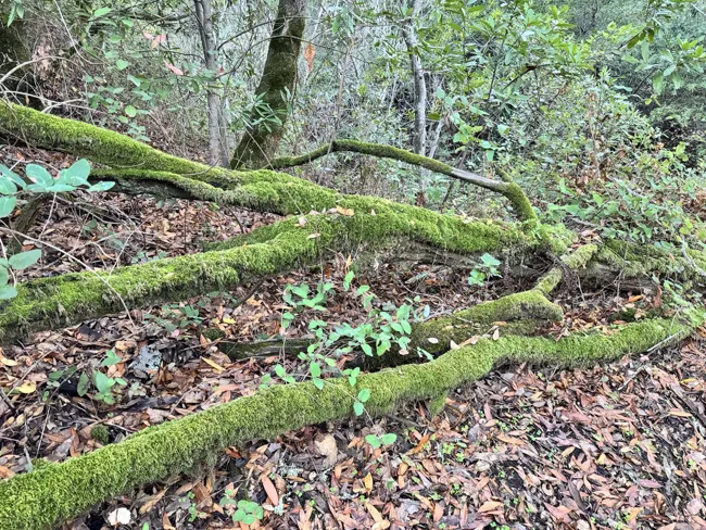 Moss-covered branches on the forest floor.
